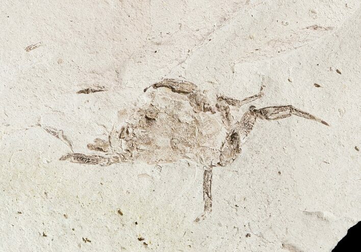 Fossil Pea Crab (Pinnixa) From California - Miocene #49794